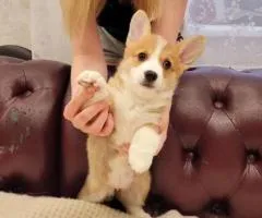 Вельш-корги