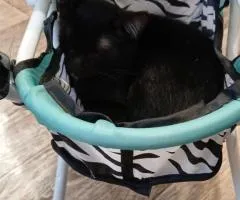 Котенок Балу.